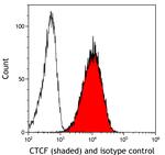 CTCF Antibody in Flow Cytometry (Flow)