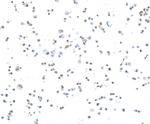 CTCF Antibody in Immunocytochemistry (ICC/IF)