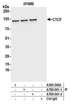 CTCF Antibody in Immunoprecipitation (IP)