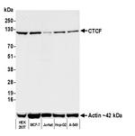 CTCF Antibody in Western Blot (WB)