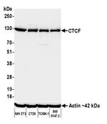 CTCF Antibody in Western Blot (WB)