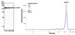 CTCF Antibody in Western Blot (WB)