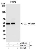 OX40/CD134 Antibody in Immunoprecipitation (IP)