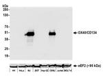 OX40/CD134 Antibody in Western Blot (WB)