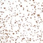 NAMPT/PBEF/Visfatin Antibody in Immunocytochemistry (ICC/IF)