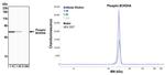 Phospho-BCKDHA (Ser292) Antibody in Western Blot (WB)