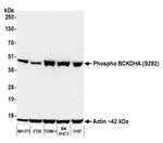 Phospho-BCKDHA (Ser292) Antibody in Western Blot (WB)