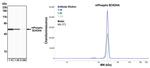 Phospho-BCKDHA (Ser292) Antibody in Western Blot (WB)