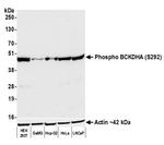 Phospho-BCKDHA (Ser292) Antibody in Western Blot (WB)