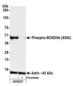 Phospho-BCKDHA (Ser292) Antibody in Western Blot (WB)