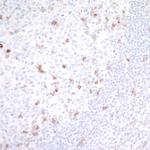 GITR/TNFRSF18 Antibody in Immunohistochemistry (Paraffin) (IHC (P))