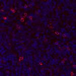 GITR/TNFRSF18 Antibody in Immunohistochemistry (Paraffin) (IHC (P))