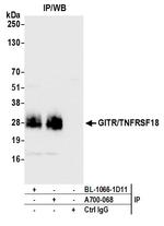 GITR/TNFRSF18 Antibody in Immunoprecipitation (IP)