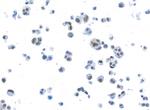 BRD3 Antibody in Immunocytochemistry (ICC/IF)