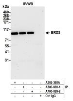 BRD3 Antibody in Immunoprecipitation (IP)