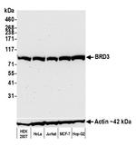 BRD3 Antibody in Western Blot (WB)