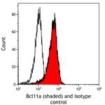 Bcl11a Antibody in Flow Cytometry (Flow)