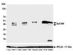 EpCAM Antibody in Western Blot (WB)