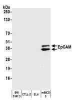 EpCAM Antibody in Western Blot (WB)