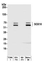 SOX10 Antibody in Western Blot (WB)