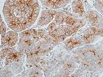 CEACAM1 Antibody in Immunohistochemistry (Paraffin) (IHC (P))