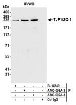 TJP1/ZO-1 Antibody in Immunoprecipitation (IP)