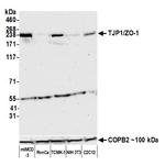 TJP1/ZO-1 Antibody in Western Blot (WB)