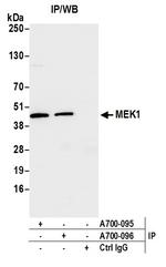 MEK1 Antibody in Immunoprecipitation (IP)