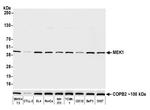 MEK1 Antibody in Western Blot (WB)