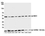 MEK1 Antibody in Western Blot (WB)