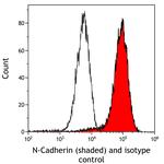 N-Cadherin Antibody in Flow Cytometry (Flow)