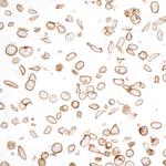 N-Cadherin Antibody in Immunocytochemistry (ICC/IF)