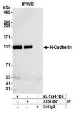 N-Cadherin Antibody in Immunoprecipitation (IP)