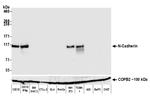 N-Cadherin Antibody in Western Blot (WB)