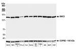 SMC3 Antibody in Western Blot (WB)