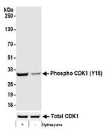 Phospho-CDK1 (Tyr15) Antibody in Western Blot (WB)