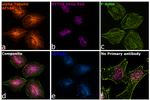 Rat IgG (H+L) Highly Cross-Adsorbed Secondary Antibody in Immunocytochemistry (ICC/IF)