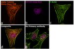 Rat IgG (H+L) Highly Cross-Adsorbed Secondary Antibody in Immunocytochemistry (ICC/IF)