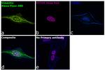 Chicken IgY (H+L) Highly Cross Adsorbed Secondary Antibody in Immunocytochemistry (ICC/IF)