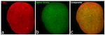 Chicken IgY (H+L) Highly Cross Adsorbed Secondary Antibody in Immunocytochemistry (ICC/IF)