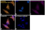 Chicken IgY (H+L) Highly Cross Adsorbed Secondary Antibody in Immunocytochemistry (ICC/IF)