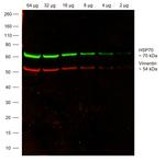 Chicken IgY (H+L) Highly Cross Adsorbed Secondary Antibody in Western Blot (WB)