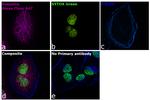 Chicken IgY (H+L) Highly Cross Adsorbed Secondary Antibody in Immunocytochemistry (ICC/IF)