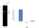 Chicken IgY (H+L) Highly Cross Adsorbed Secondary Antibody