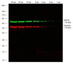 Chicken IgY (H+L) Highly Cross Adsorbed Secondary Antibody in Western Blot (WB)