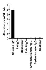 Chicken IgY (H+L) Highly Cross Adsorbed Secondary Antibody