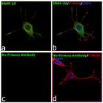 Rabbit IgG Fc, Cross-Adsorbed Secondary Antibody in Immunocytochemistry (ICC/IF)