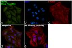 Rabbit IgG Fc, Cross-Adsorbed Secondary Antibody in Immunocytochemistry (ICC/IF)