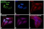 Rabbit IgG Fc, Cross-Adsorbed Secondary Antibody in Immunocytochemistry (ICC/IF)