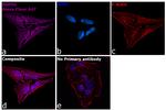 Rabbit IgG Fc, Cross-Adsorbed Secondary Antibody in Immunocytochemistry (ICC/IF)